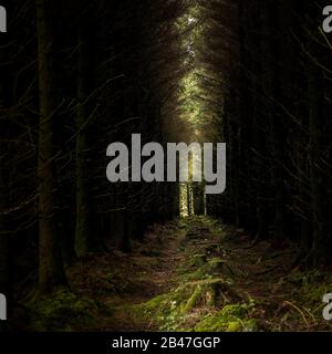 Reihen von Nadelholz Sitka Fichte Picea sitchensis Bäume in Davidstow Woods in Cornwall. Stockfoto