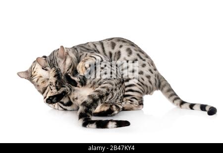 Bengal Katzen vor weißem Hintergrund Stockfoto