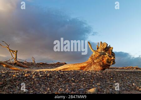 Ein Wurzelball und Baumstumpf liegen über den Kieselsteinen des Strandes St Cyrus, das Holz, das vom goldenen Licht der untergehenden Sonne angezündet wird. Stockfoto