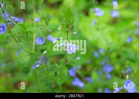 Myosotis Nahaufnahme auf unscharfem grünem Hintergrund. Blühende Pflanzen auf einer wilden Frühlings-Wiese. Forget-me-not Myosotis scorpioides. Stockfoto