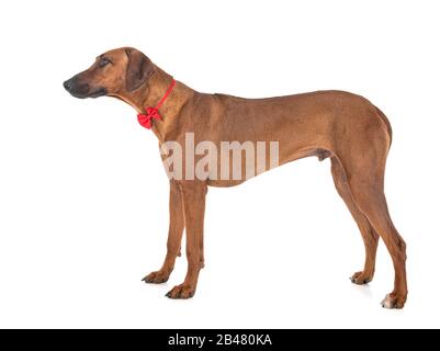 Rhodesian Ridgeback vor weißem Hintergrund Stockfoto