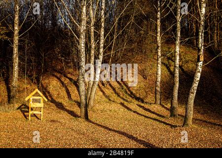 Großer Vogelzubringer im Herbst-Birkenwald. Herbstlandschaft. Stockfoto