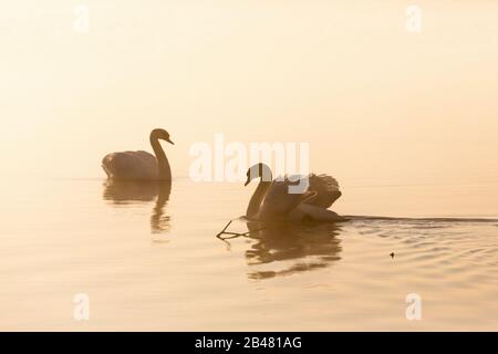Stummschalten schwängt bei nebelig morgendlicher Beleuchtung Stockfoto