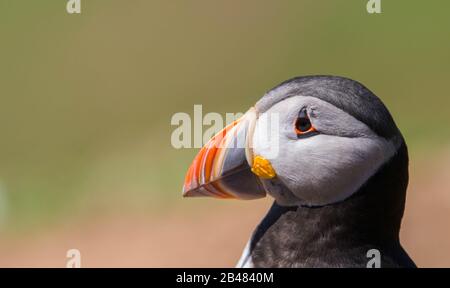 Eine Erwachsene Zucht Atlantic Puffin (Fratercula arctica) auf Skomer Island, Pembrokeshire, Großbritannien Stockfoto