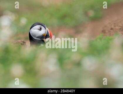 Eine Erwachsene Zucht Atlantic Puffin (Fratercula arctica) auf Skomer Island, Pembrokeshire, Großbritannien Stockfoto