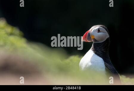 Eine Erwachsene Zucht Atlantic Puffin (Fratercula arctica) auf Skomer Island, Pembrokeshire, Großbritannien Stockfoto
