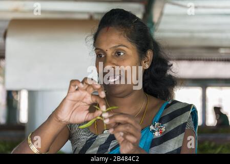 Nuwara, Sri Lanka: 20.03.2019: Glen Loch Teeplantage Fabrik weiblicher Führer erklärt Teeprozess. Stockfoto