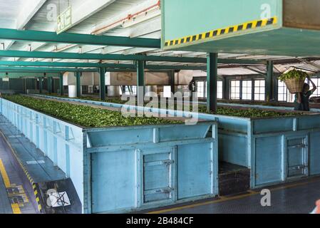 Nuwara, Sri Lanka: 20.03.2019: Teeplantagenfabrik Glen Loch - Verarbeitungsplantage für den Innenbereich. Stockfoto