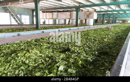 Nuwara, Sri Lanka: 20.03.2019: Teeplantagenfabrik Glen Loch - Verarbeitungsplantage für den Innenbereich. Stockfoto