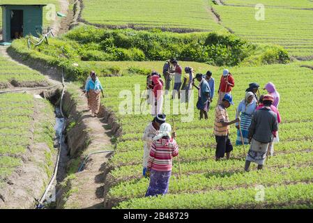 Nuwara Eliya, Sri Lanka: 21.03.2019: Landarbeiter, die Gemüseanbau betreiben. Stockfoto