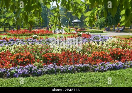 Blumenschmuck in Blüte im Sommer in einem öffentlichen Park Stockfoto