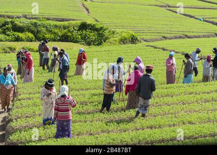 Nuwara Eliya, Sri Lanka: 21.03.2019: Landarbeiter auf einem Feld, der Gemüsepflanzen kultiviert Stockfoto