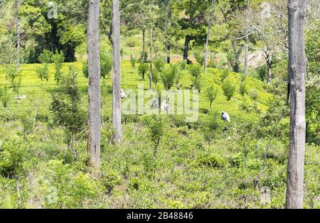 Nuwara Eliya, Sri Lanka: 21.03.2019: Teepicker in einer Teeplantage. Stockfoto