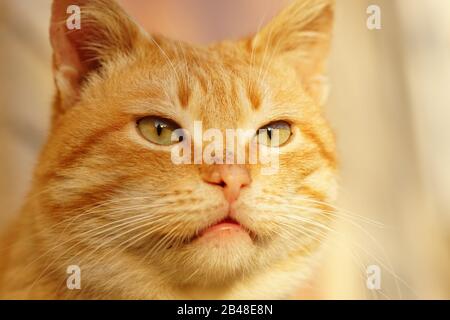 Süße Ingwerkatze mit Gesichtsaufdruck im Nahaufnahme. Cheshire Cat Stockfoto