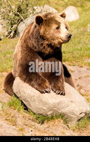 Nødager, Dänemark - 22. April 2019: Braunbären haben Spaß, spielen auf dem Boden und im Wasser. Der Braunbär sitzt zuschauen. Stockfoto