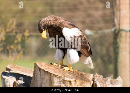 Nødager, Dänemark - 22. April 2019: Großer schöner steller's Seeadler sitzt auf einem Baumstumpf Stockfoto