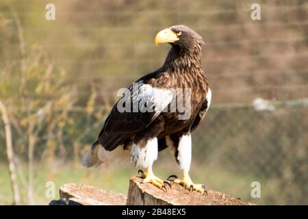 Nødager, Dänemark - 22. April 2019: Großer schöner steller's Seeadler sitzt auf einem Baumstumpf Stockfoto