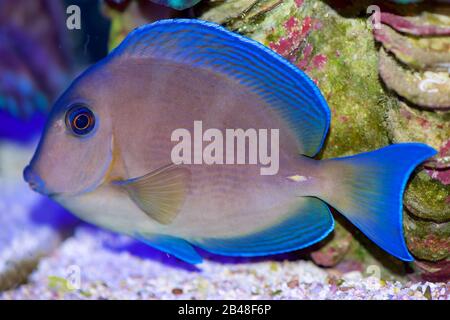 Atlantischer blauer Tang, Acanthurus coeruleus, auch karibischer blauer Tang genannt, ein Chirurgenfisch Stockfoto