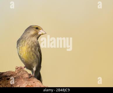 Juveniler Greenfinch (Carduelis chloris) Stockfoto