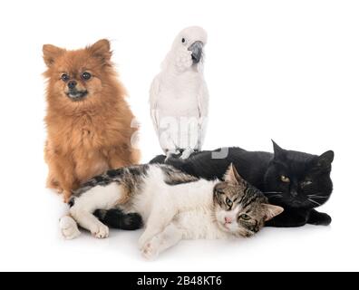 Streunende Katzen, Spitz und Kakadus vor weißem Hintergrund Stockfoto