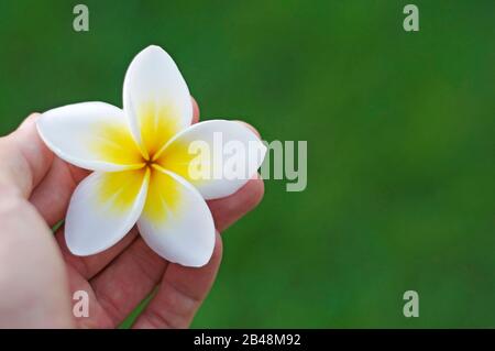Nahaufnahme einer Hand, die eine weiße und gelbe Frangipani-Blume (auch bekannt als Plumeria) vor einem grünen Grashintergrund hält Stockfoto