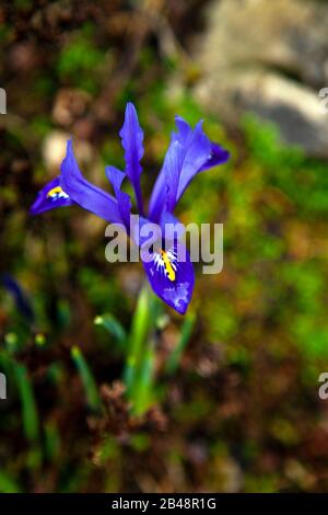 Blick von oben auf die Zwergblume Iris reticulata, die auf einem Felsengarten gepflanzt wurde Stockfoto