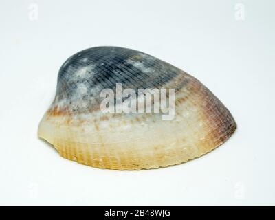 Dunkle Halbschale. Frischer Clam isoliert auf weißem Hintergrund Stockfoto