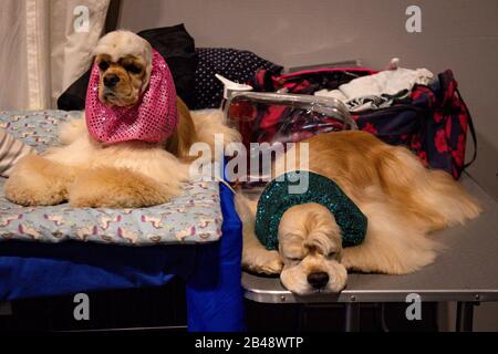 American Cocker Spaniels warten am zweiten Tag der Crufts Dog Show auf einen Wettkampf im Birmingham National Exhibition Centre (NEC). Stockfoto