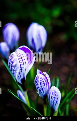 Nahaufnahme von weißen und violett gestreiften Kronblättern mit Krokusblüten Stockfoto