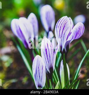 Nahaufnahme von weißen und violett gestreiften Kronblättern mit Krokusblüten Stockfoto