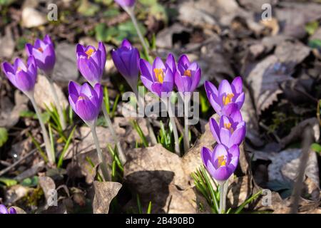 Nahaufnahme des violetten Safran-Krokus, der im Frühjahr zwischen alten und trockenen Herbstblättern wächst Stockfoto