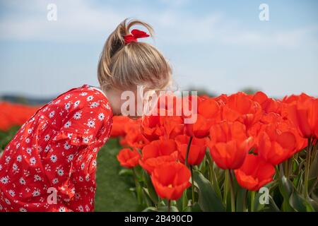 Ein Mädchen, das Tulpen in einem roten Feld schnüffelt Stockfoto