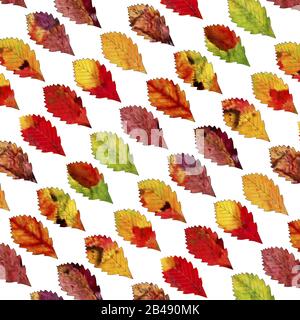 Braunes, rotes und gelbes Laub Stock Vektor