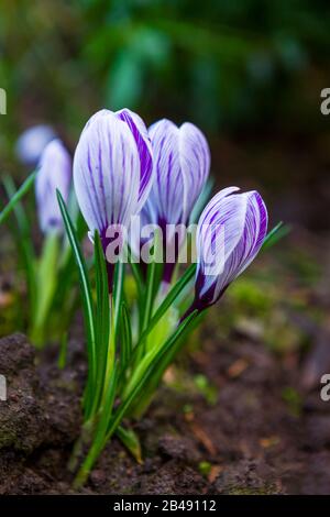 Seitliches Profil von weißen und violett gestreiften Krokusblüten Stockfoto