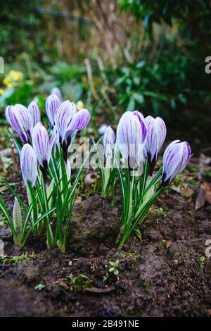 Ein Haufen weißer und violett gestreifter Krokusblüten an der Gartengrenze Stockfoto