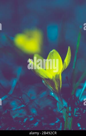 Gelbe Krokusblüten wachsen in dunkelblauem Nachtgarten. Stockfoto