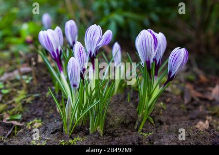 Cluster aus weißen und violett gestreiften Krokusblüten Stockfoto