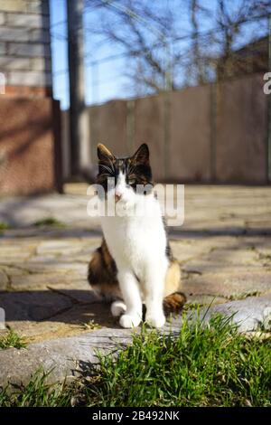 Dreifarbige Katze auf dem sonnigen Hof Stockfoto