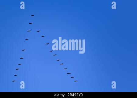 Eine Schar gemeiner Kräne (Grus Grus) in Flugbildung in tiefblauem Himmel Stockfoto