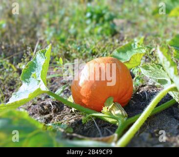 Kürbisfrucht wächst an der Pflanze. Ökologischer Landbau Stockfoto