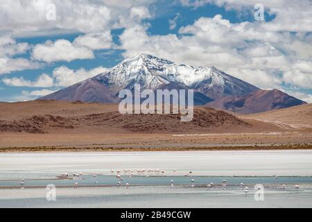 Laguna Hedionda im Andenaltiplano im Süden Boliviens. Stockfoto