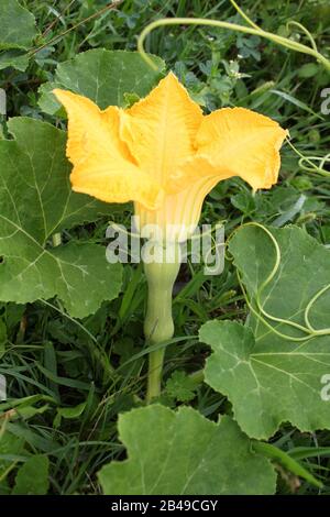 Butternusskürbis mit Blumenbewuchs im Garten Stockfoto