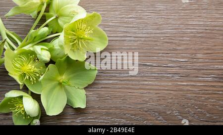 Hintergrund mit gelbgrünem Helleborus Viridis oder Weihnachtsrose auf dunkelbraunem Holzhintergrund Stockfoto