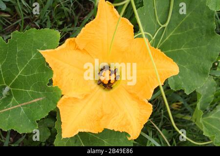 Butternussige weibliche Blume. Bienen bestäuben Stockfoto