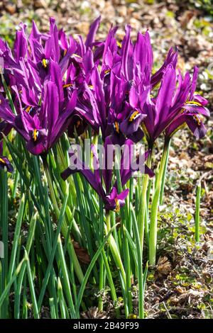 Malve Blumen Iris reticulata JS Dijt Frühlingsblumengruppe Stockfoto