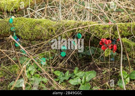 Feenfolklorecht Altes irisches Waldland Schutz von Feenlandbäumen und Vegetation durch Aufhängen farbiger Kunststoffteile an Ästen und Holzstämmen Stockfoto