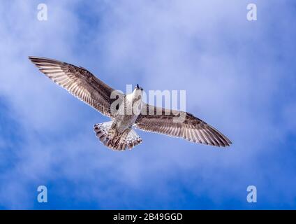 Eine einzelne Möwe, die mit blauem Hintergrund in den Himmel fliegt. Stockfoto
