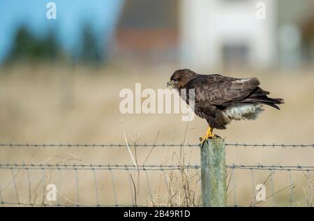 Bussard auf einem Pfosten Stockfoto