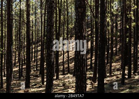 Geschwärzte Kiefernstämme und Schatten auf einem Hügel erzeugen ein grafisches Crossover-Bild im Wald auf Teneras, Kanarischen Inseln, Spanien Stockfoto