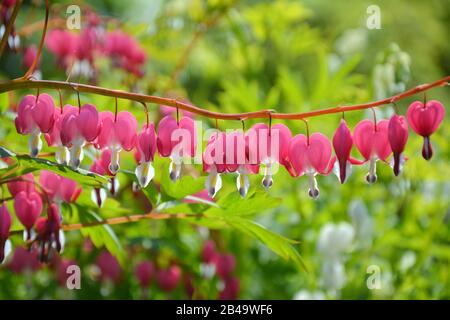Altmodische blutende Herzblüten. Lamprocapnos spectabilis Stockfoto